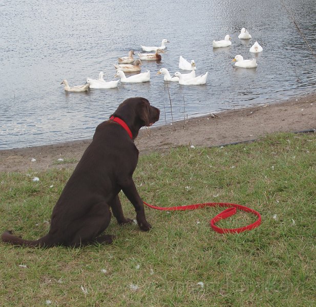 Hemi ducks.jpg